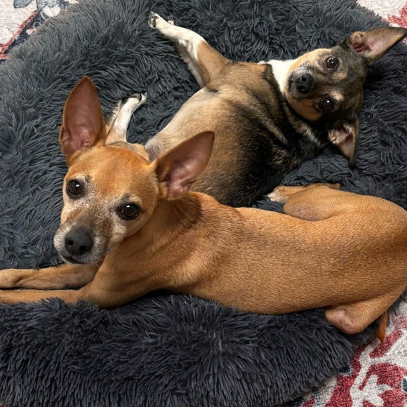 Black and Purple Dog Harness with Leash Set - Picture 8 of 10